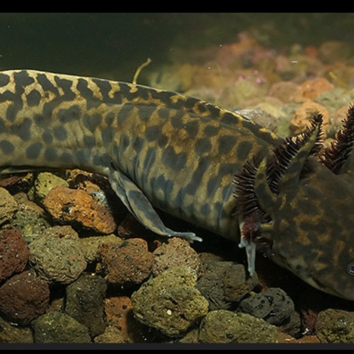 Recherche ambystoma andersoni dans le puy de dome