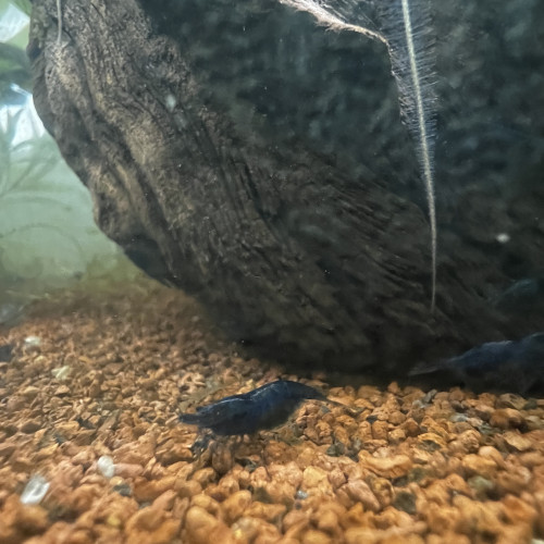 Crevette neocardina blue velvet