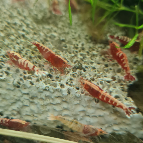 Crevettes galaxy red fishbone