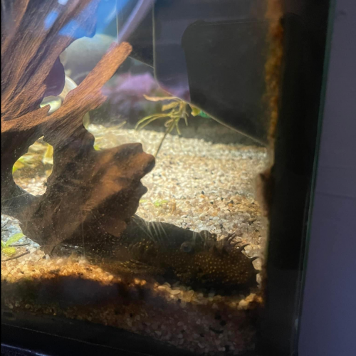 Pleco, ancistrus et corydoras