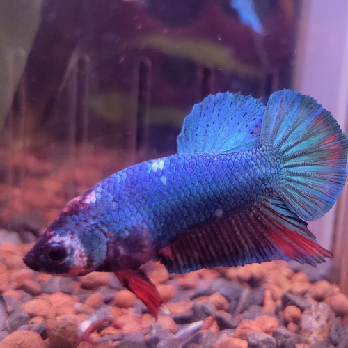 Betta mâle 6