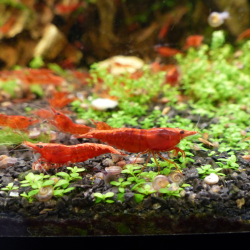 Crevettes neocaridina davidi (red cherry / sakura)