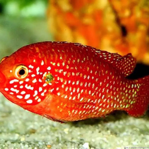 Hemichromis lifalili