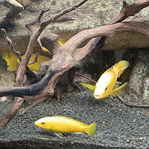 Cichlide jaune Labidochromis caeruleus