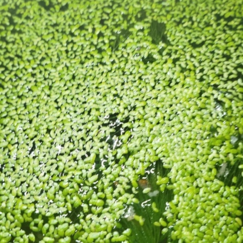 Lentilles d'eau