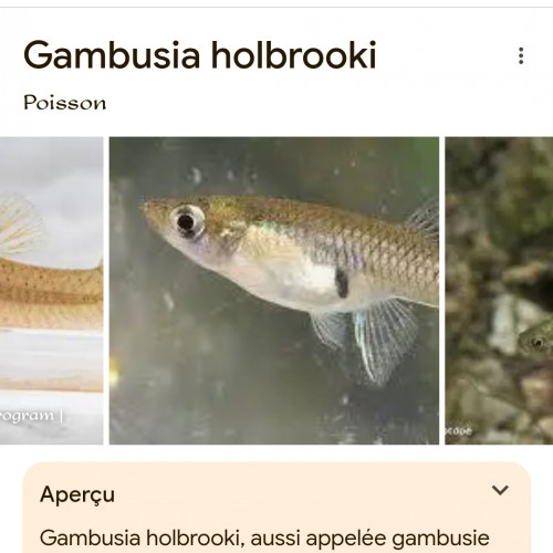 Gambusia holbrooki