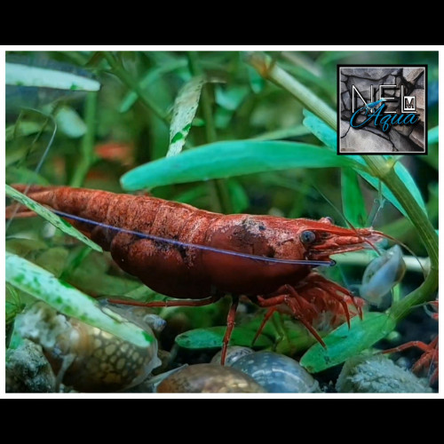 Neocaridina Davidi Red Cherry