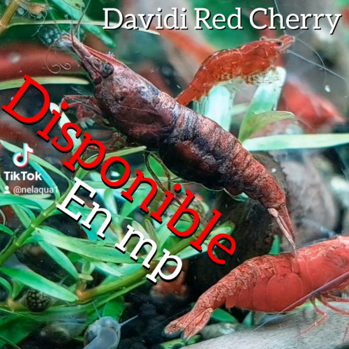 Neocaridina Davidi Red Cherry