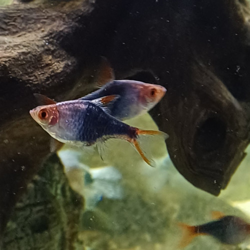 Rasbora noir