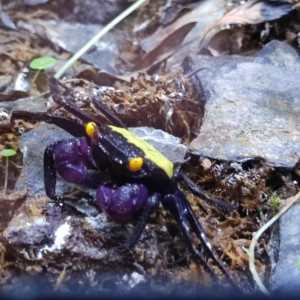 Paludarium + crabe vampire+ guppy