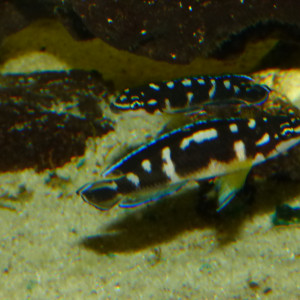 Julidochromis Transcriptus