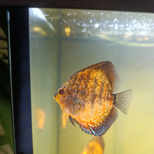 Reproduction de discus