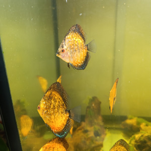 Reproduction de discus