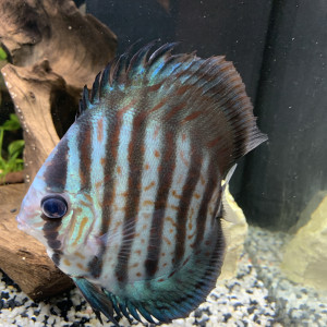 couple de discus