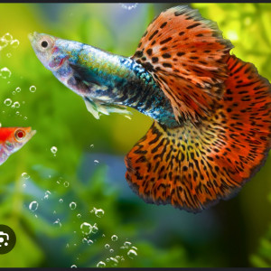 Vente guppy différente coloris