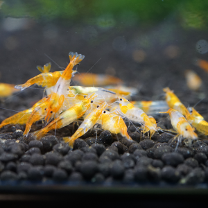 Crevettes Rili Orange