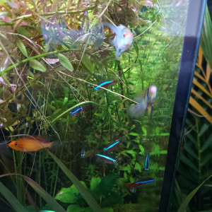 Donne Apistogramma, Cardinalis, Guppys, et Corydoras