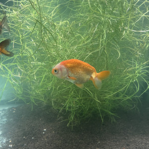 Ranchu de 13cm rouge/blanc