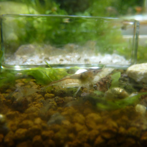 Caridina pareparensis parvidentata (malawa)