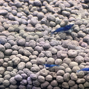 Crevettes : Neocaridina blue dream