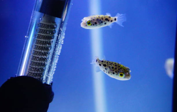 MICROBE-LIFT Aqua Pure – Milieu filtrant Liquide avec des bactéries  vivantes pour Tous Les Aquariums d'eau de mer et d'eau Douce, Traitement de  l'eau