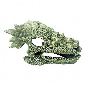 Squelette tête de dragon - 15,3x10x8cm
