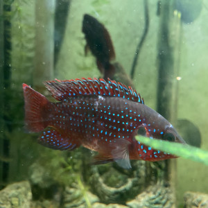 Hemichromis Bimaculatus Cichlidé Poisson joyaux à deux Tâches