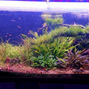 Aquarium 240L