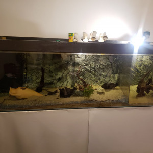 Grand aquarium 1000L + Poissons