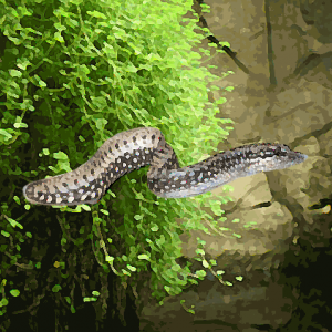 Mastacembelus leopard (6 à 8 cm)