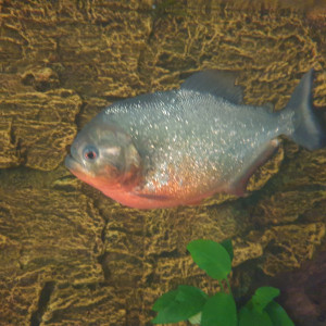 Piranhas