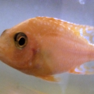 cichildé Aulonocara yellow firefish