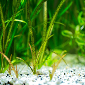 Plante aquarium Vallisneria Spiralis Léopard / Tiger