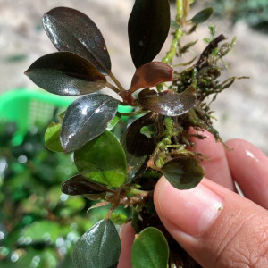 Bucephalandra