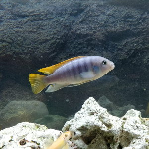 Donne contre excellents soins un trio de cynotylapia afra cobué et un melanochromis maingano