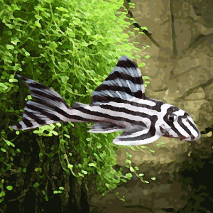L046 hypancistrus zebra (environ 4 cm)