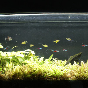 Aquarium 240l + poissons + plante