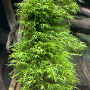Mousse aquatique Fissidens fontanus - Phoenix Moss