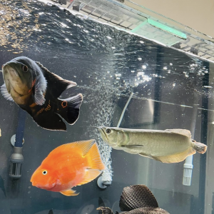 Soldes Ouate Aquarium - Nos bonnes affaires de janvier