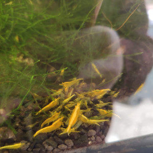 NEOCARIDINA  (green jade/ bloody/ rili / yellow/ orange/ blue velvet et diamond....