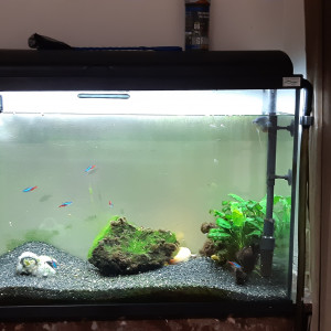 Aquarium 124 litres avec accessoires et poissons