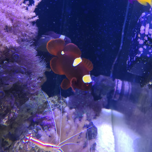 Couple de poisson clown