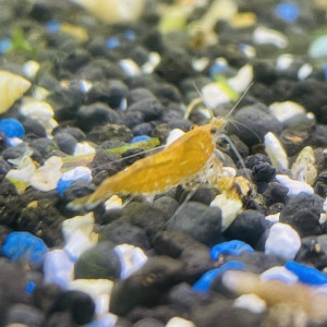 Mélange de belle neocaridina davidi (1,5cm)