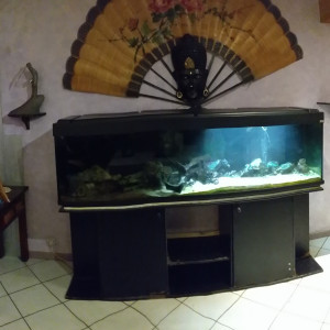 600 litre tout équipé  et ces 3, 2 poissons dont une mastacembelus 60cm