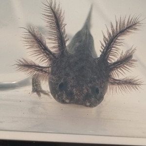 Axolotl