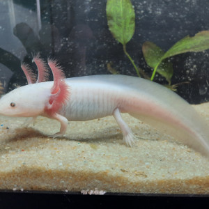 Axolotl blanc yeux noirs