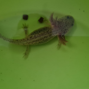 Très mignon bébé axolotl sauvage à vendre