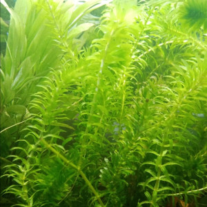 Acheter une plante flottante pour aquarium - Achat en ligne