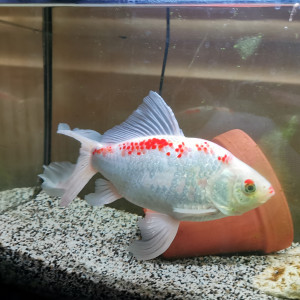 Don : poisson rouge comète + aquarium joint à refaire si intéressé