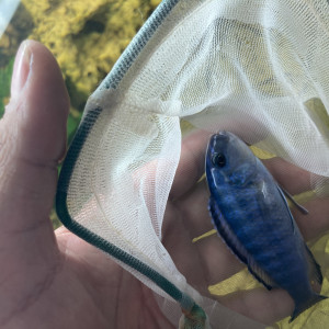 Mbuna bleu